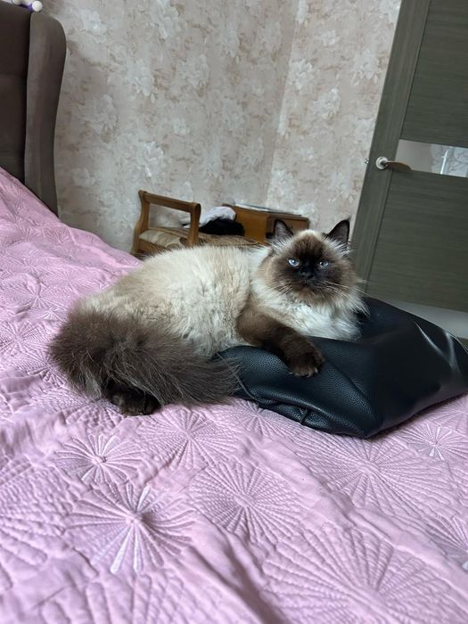 Продам Бирманскую кошку
