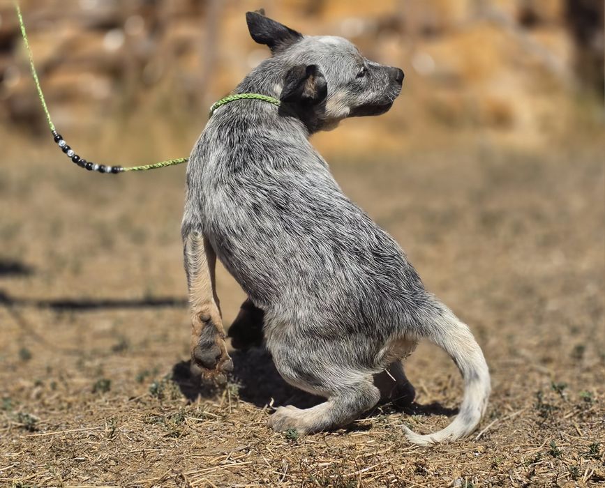 Australian Cattle Dog femela