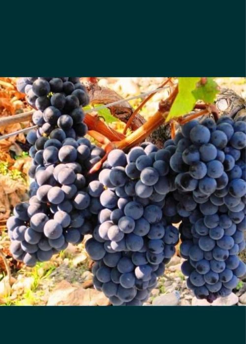 Struguri pentru vin diverse soiuri