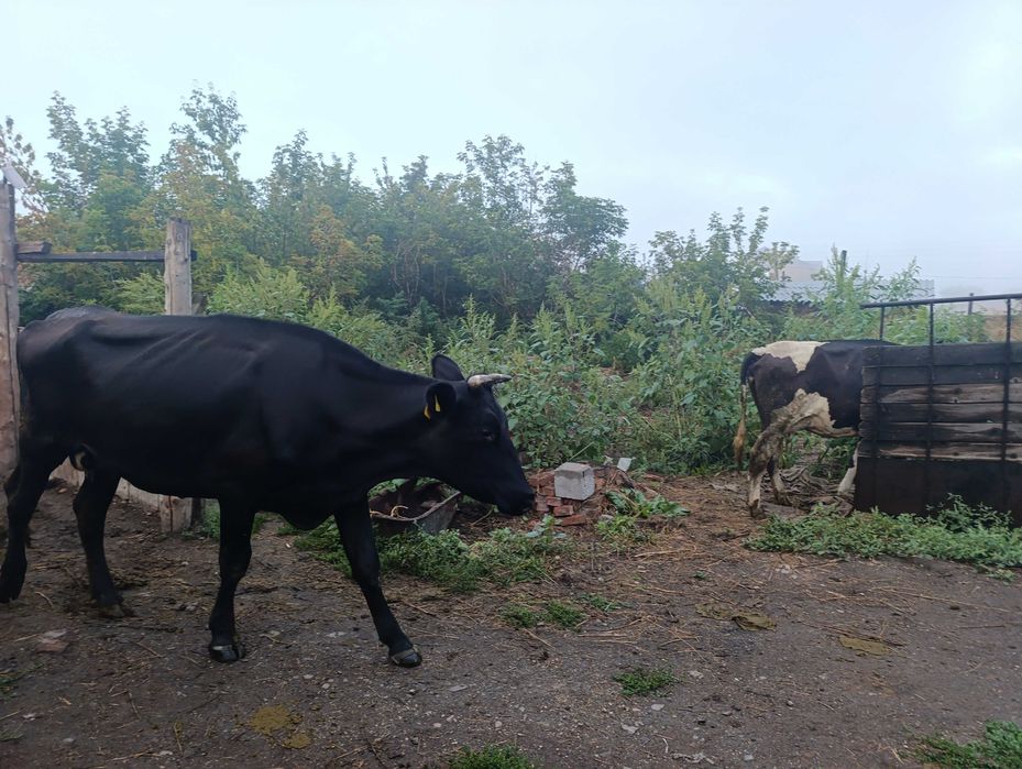 Продам коров дойных