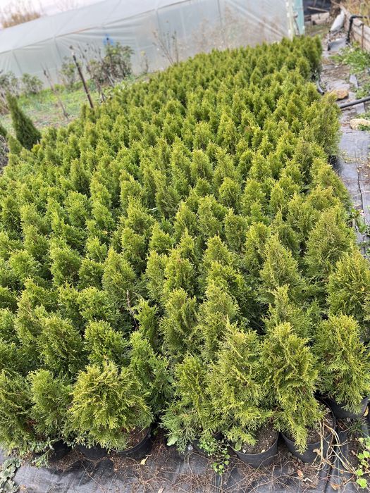 Vand tuia smarald  50 , 80 , 100 , 150 cm engros