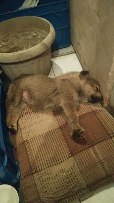 Отдадим щенка в добрые руки!