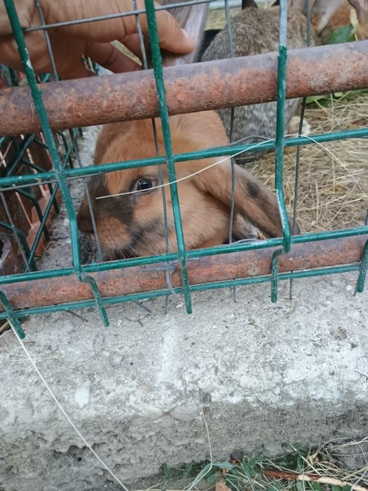 Iepuri mari si mici