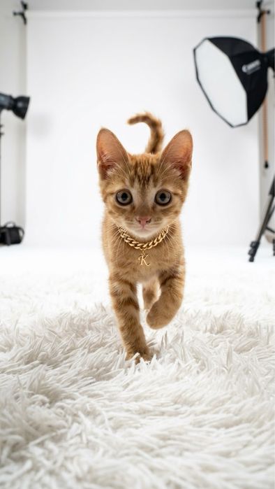 Котенок в добрые руки