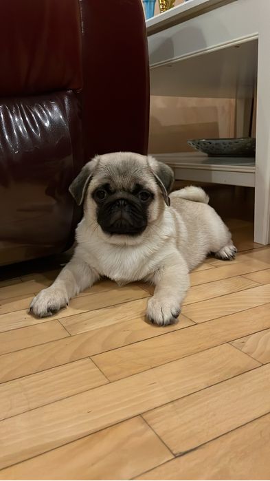Fetita pug cu pedigree FCI