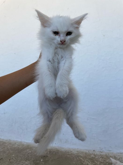 Белые котята. Девушки
