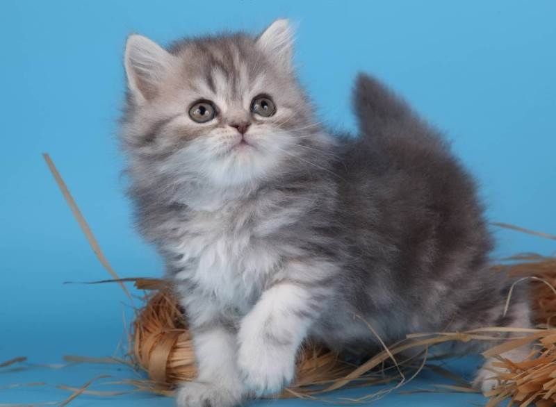 Шикарные шотландские котята