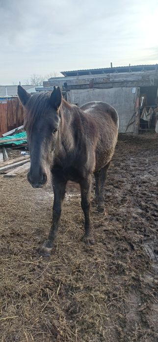 Лошади жеребята бие