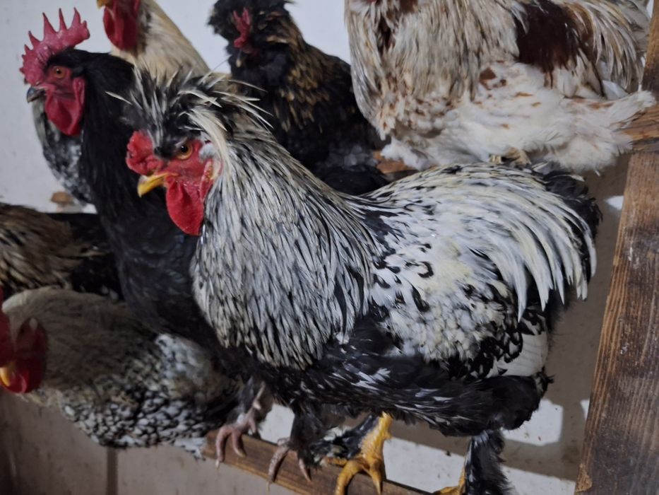 Vând cocoși strumski și metisuri