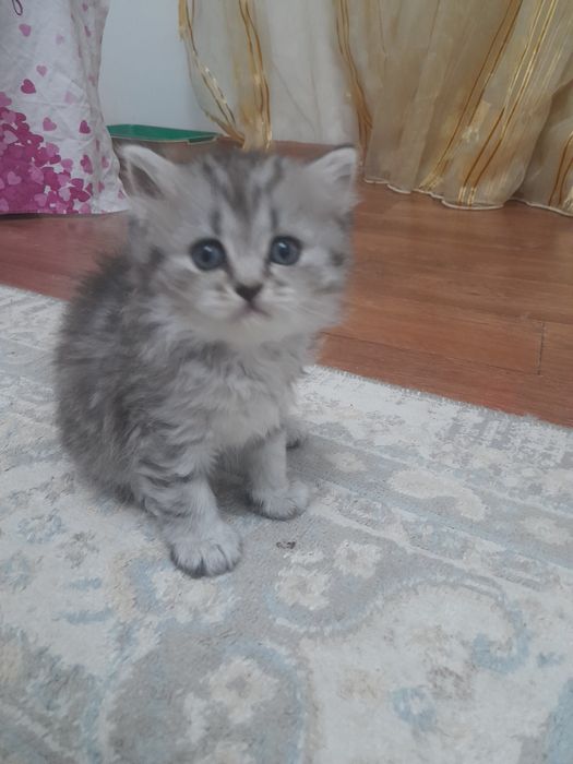 Продается котята