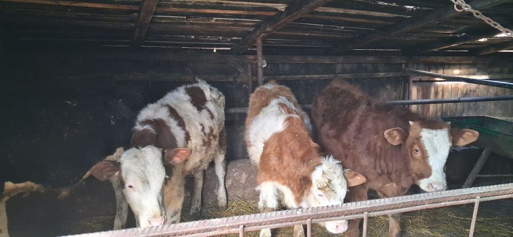 Vând 4 taurasi  intarcati