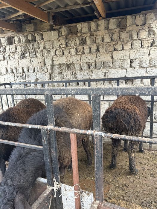 Қойлар қошқарлар сатылады