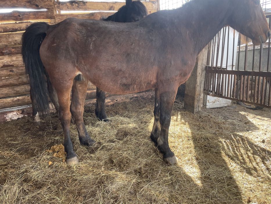 Продам кобылу жеребая