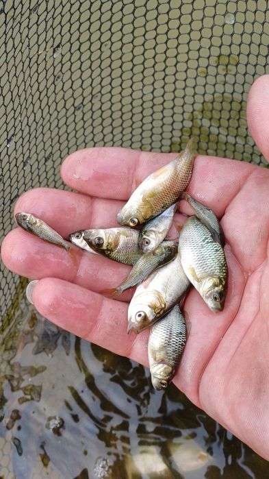 Сиголетка карпа и толстолоба