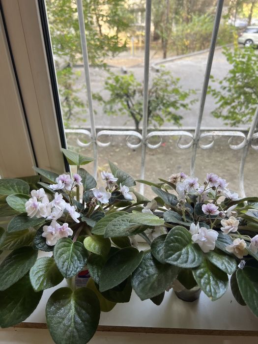 Комнатные цветы распродажа