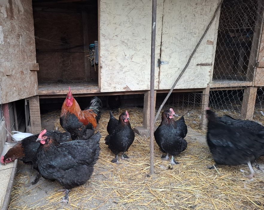 Ouă Marans pentru incubat