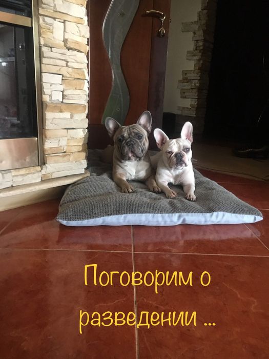 Французский бульдог Вязка