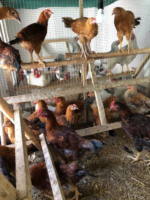 6 oylik Adler xo'rozlari va xan xyap xo'roz va tovuqlari sotiladi