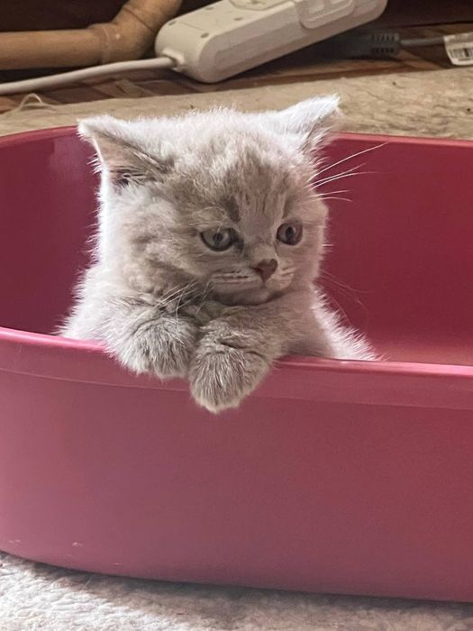 Британский котёнок