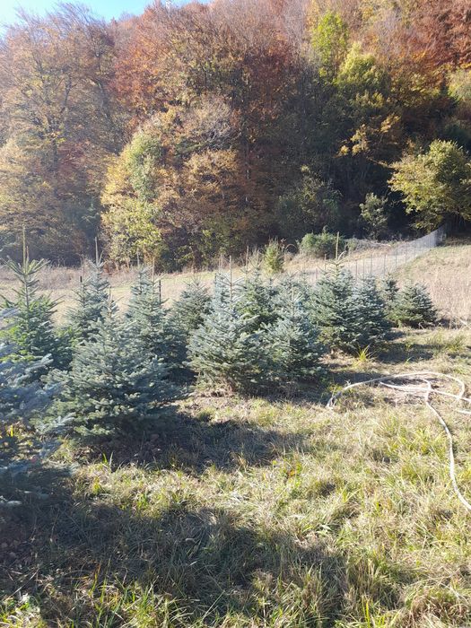 Stejar rosu braz tei mesteacăn pawlonia