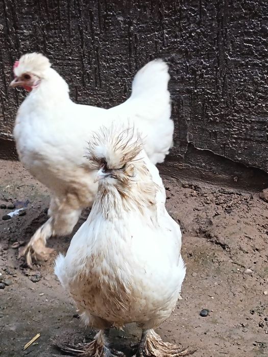 Yapon tovuqla joja xoroz sotladi