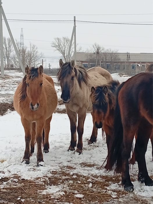Продам Байтал 3 жасар