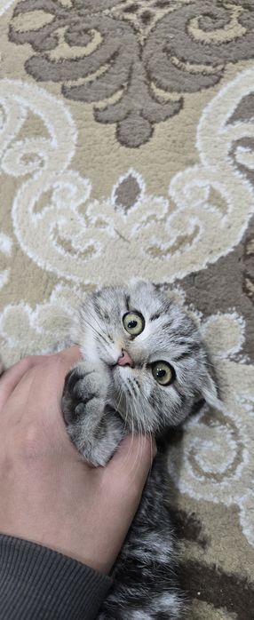 Первая Кошка вислоухая а вторая на половину