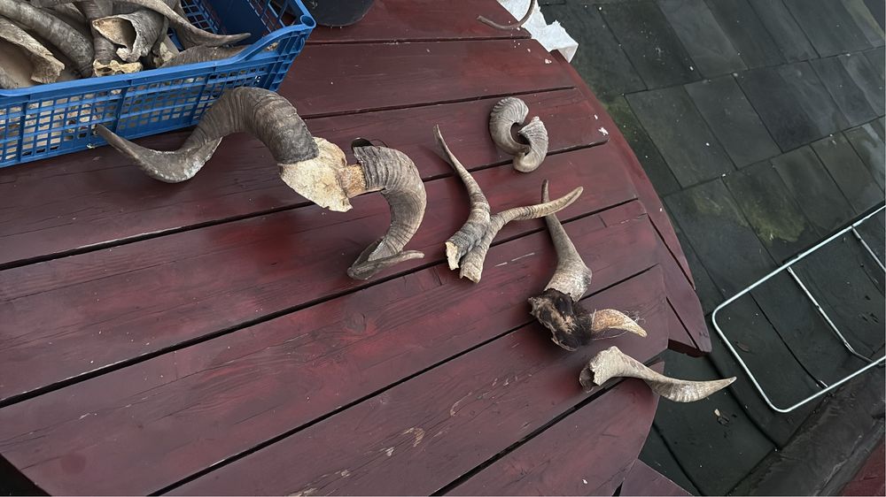 Vand coarne decorstive mostenite bunici pt traditii sau alte spectacol