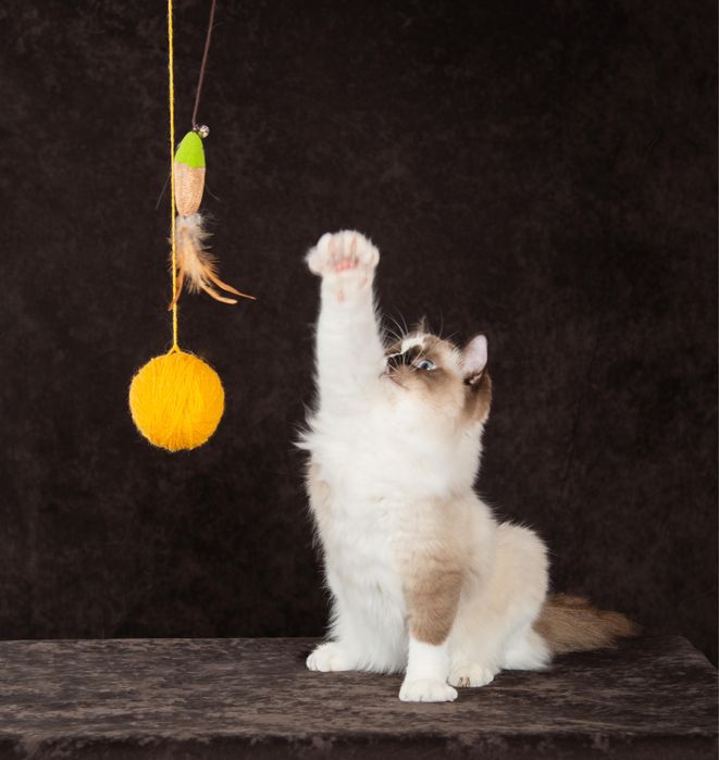 регдолл котик от шикарных родителей