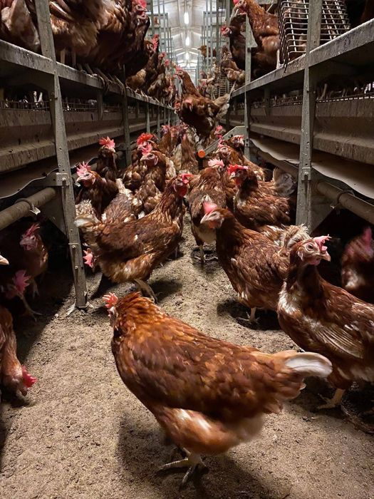 Vand Gaini Rosi Outoare  - livrare la domiciliu