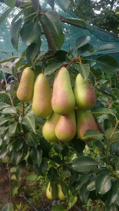 Pomi fructiferi columnari