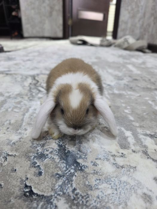 Quyonchalar dekorativniy