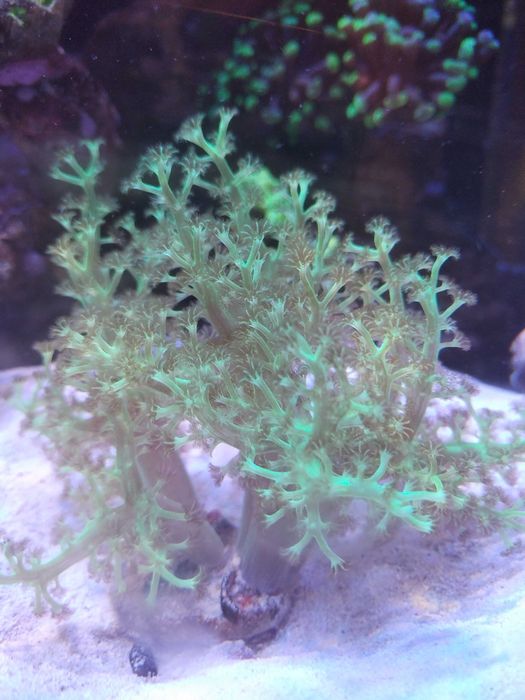 Coral Green Leather marin