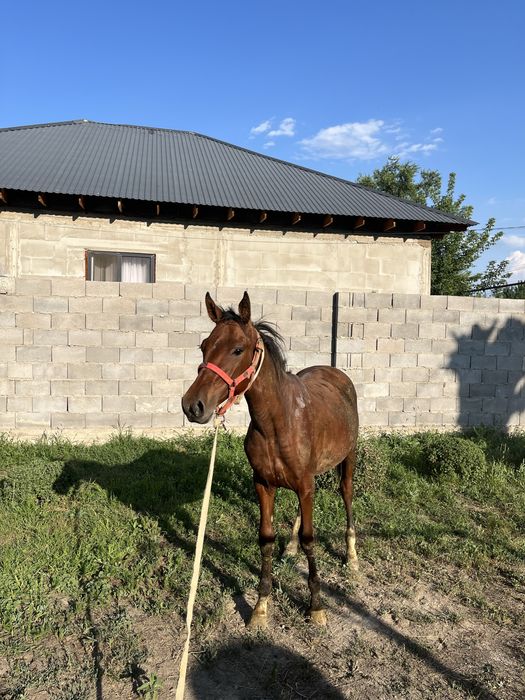 Еркек тай сатылады