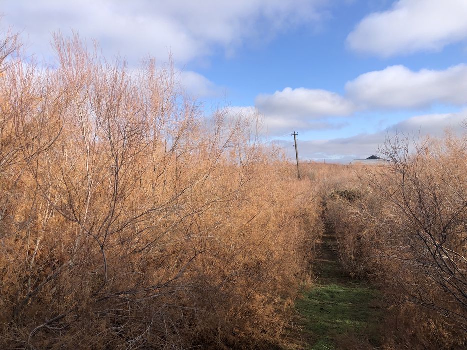 Жыңғыл сатылады