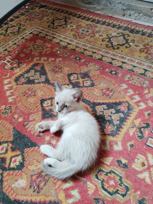 Отдам котят 2 мальчика, 2 девочки