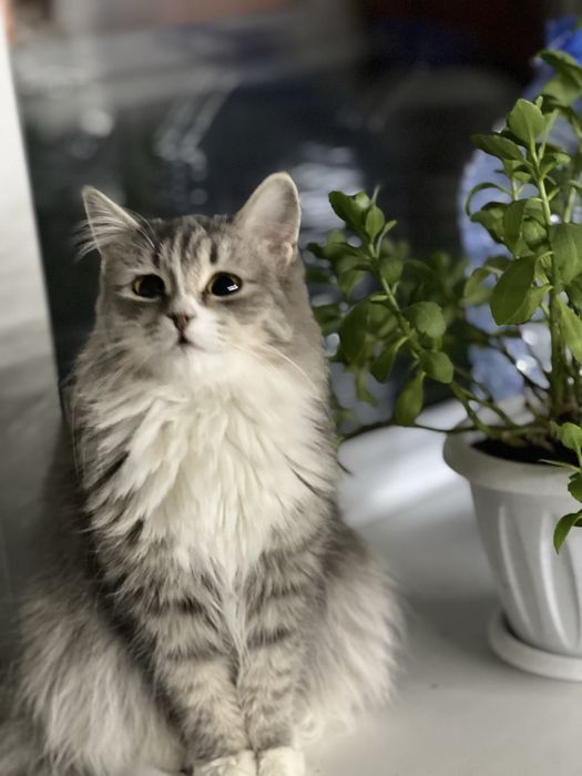 Отдадим кошку в добрые руки