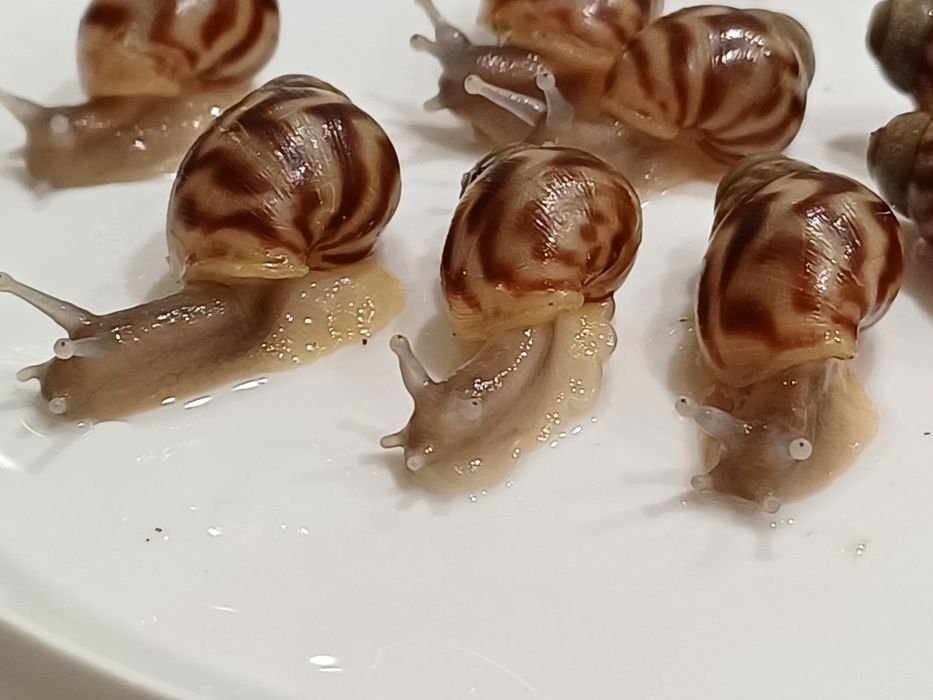 Улитки ахатина ретикулята