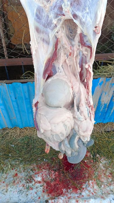 Қой сатылады. Семіз, байланған.