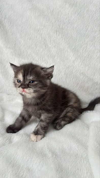 Продаются котята скотиш фолд,страйт.