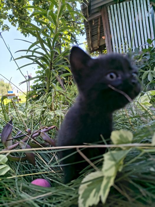 Отдадим котят  в добрые руки