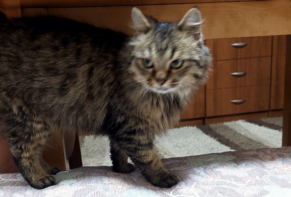 Котик в хорошие руки