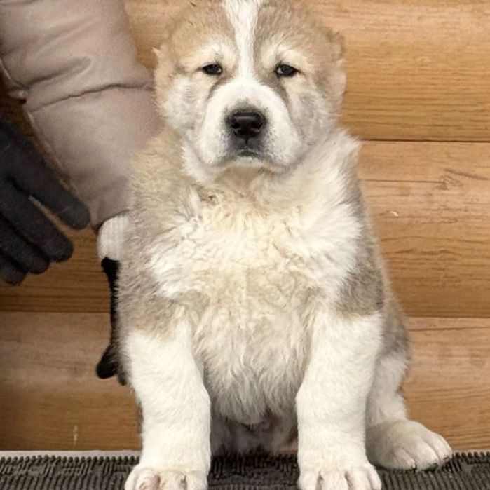 Күшіктер сатамын бағасы 30000