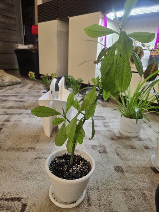 Синадениум гранта