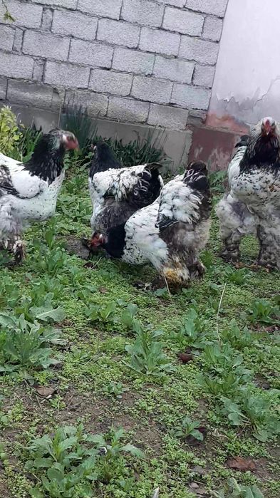 Brama tochkali qoni toza tuxumlari