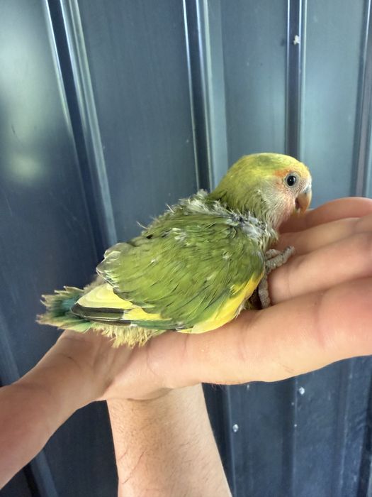 Papagali agapornis pui si adulti amorezi agaponis
