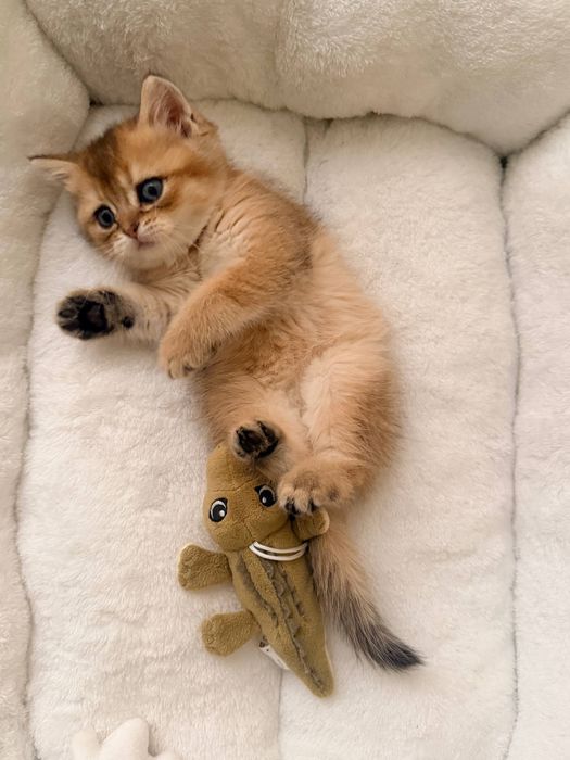 Британец (золотая шиншилла)