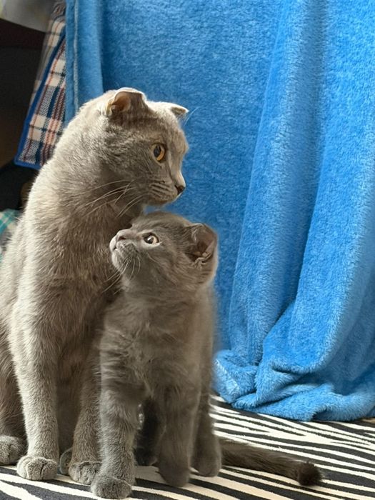 шотландская вислоухая кошка