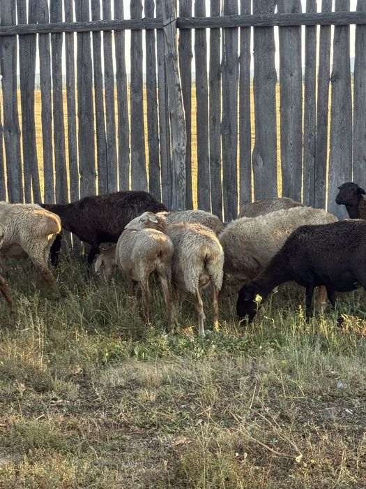 Продается  Бараны