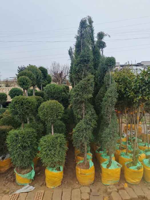 Galboyil kpariski archalar bor xar xildagi archalar ham bor